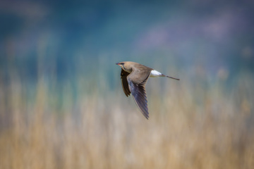 Birdwatching in Iran