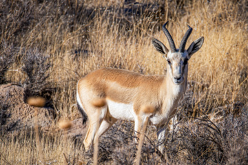 Iranian goitered gazelle