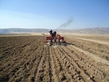 نبود بارندگی موثر موجب کاهش کشت ۶۰ درصدی کلزا در خراسان شمالی شد