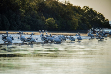 World Migratory Bird Day