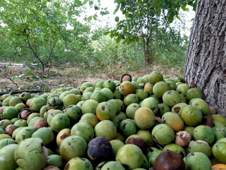 سارقان دسترنج