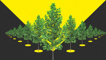کاشت ۳ میلیارد اصله درخت در اتحادیه اروپا طی دهه آینده