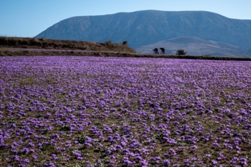 Cosecha de azafrán en el norte de Irán