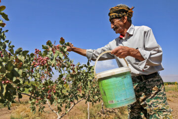 برداشت پسته از باغات خراسان شمالی