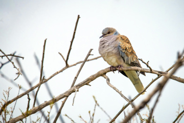 خوزستان کےعلاقے چمیم کی وائلڈ لائف- یورپین ڈو (European turtle dove)