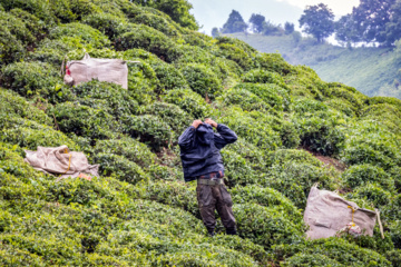 Lahijan tea