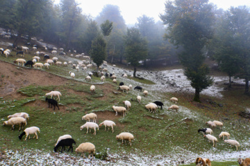 Iran : chutes de neige sur les hauts plateaux du Guilan au nord