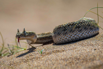 خوزستان کےعلاقے چمیم کی وائلڈ لائف - سینگوں والا سانپ
(Pseudocerastes persicus) 