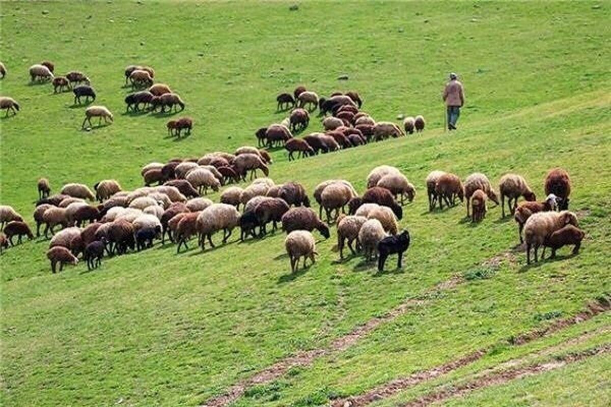 پوشش گیاهی مراتع استان مرکزی ۳۰ درصد کاهش یافت