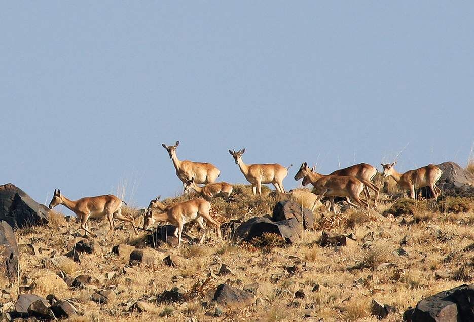 موردی از طاعون در نشخوارکنندگان وحشی گلستان مشاهده نشد 