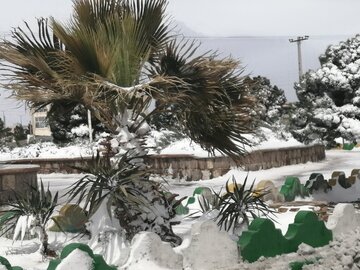 برف و بوران زمستانی و سفیدپوش شدن دامغان