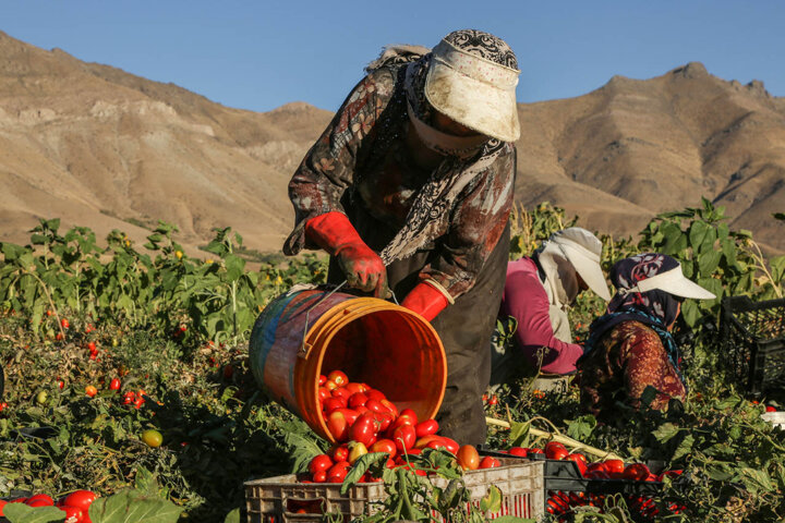 زیان گوجه‌کاران فارس با ممنوعیت صادرات به مرزهای عراق