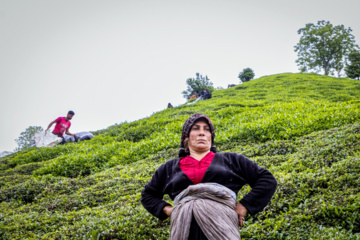 Lahijan tea