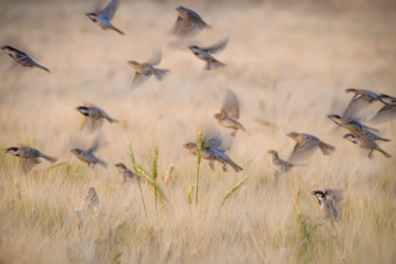 Birdwatching in Iran