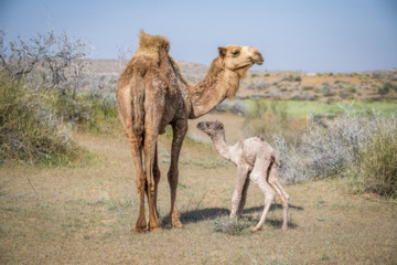 خوزستان کےعلاقے چمیم کی وائلڈ لائف - اونٹ اور اسکا بچہ (camel)