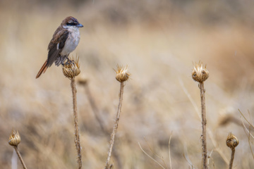 World Migratory Bird Day