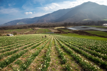 Iran : récolte des narcisses dans la province du Golestan 