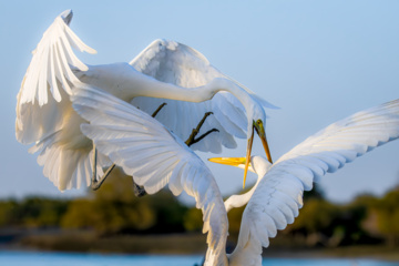 Zone humide de Khor Azini (Sirik) : une richesse de biodiversité au sud de l’Iran