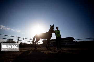 Endurance riding competition in Iran