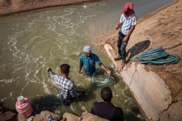 Cosecha de camarones en Chavibdeh 