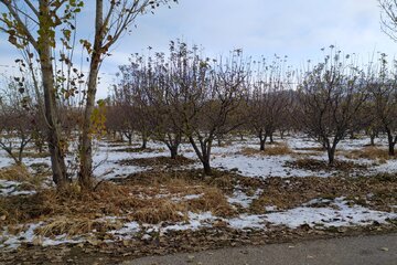 زیبایی‌های برف در مناطق روستایی میاندوآب‌