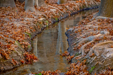 Autumn leaves in Pahlavanpur Garden