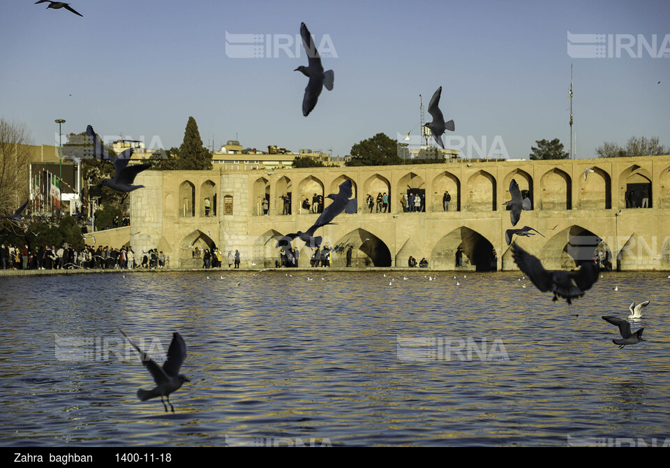 میزبانی زاینده رود از پرندگان مهاجر