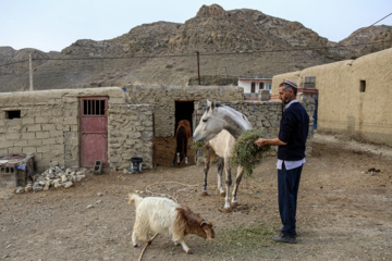 Les chevaux turkmènes de race pure dans la province du Khorasan du Nord