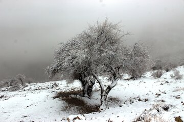 طبیعت پائیزی کوهستان