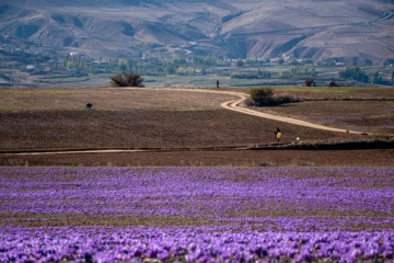 Cosecha de azafrán en el norte de Irán