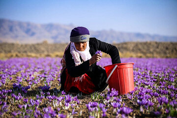 بخش خصوصی در حوزه زعفران تربت حیدریه سرمایه گذاری می کند