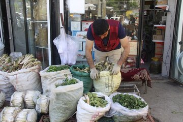 بازار گياهان خوراكي در مهاباد