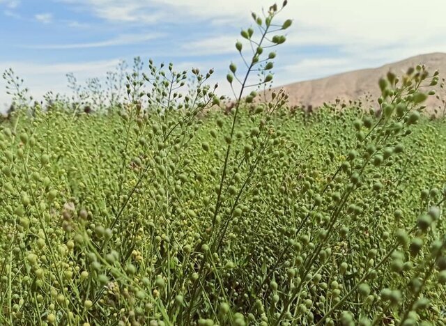 روغن‌کاری چرخ اقتصاد کشاورزی فارس با «کاملینا»؛پیش بینی افزایش کشت تا ۲هزار هکتار