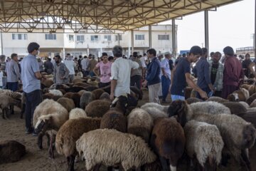 بازار فروش دام گنبدکاووس در آستانه عید قر بان