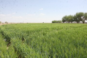 مزارع گندم وجو در سمنان