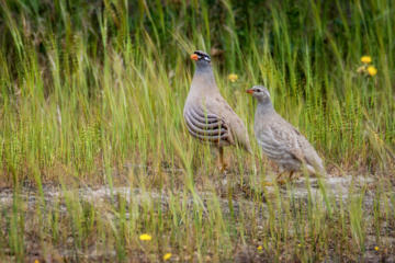 خوزستان کےعلاقے چمیم کی وائلڈ لائف -تیتر کی جوڑی (Ammoperdix griseogularis)