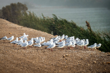 خوزستان کےعلاقے چمیم کی وائلڈ لائف -سیگل (Seagull)
