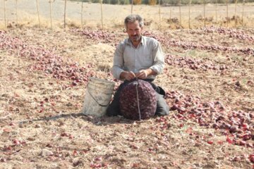 برداشت پیاز در میاندوآب