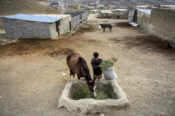 Les chevaux turkmènes de race pure dans la province du Khorasan du Nord