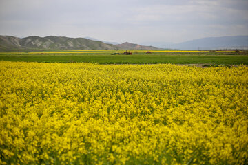 مزارع زیبای دانه روغنی «کلزا» در خراسان شمالی