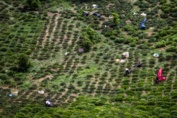 Lahijan tea