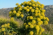 ۱۵۰ هکتار از شهرستان آرادان باریجه‌کاری شد