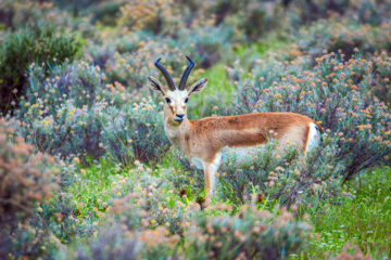 Iranian goitered gazelle