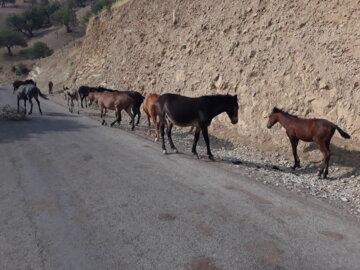 طبیعت زیبای بخش کلاشی