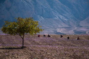 Cosecha de azafrán en el norte de Irán