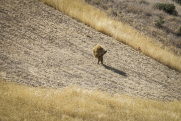 Traditional wheat harvest in western Iran