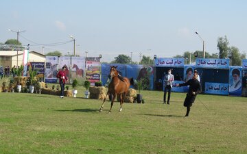 بیست و نهمین جشنواره قهرمانی زیبایی اسب اصیل ایرانی در گتوند