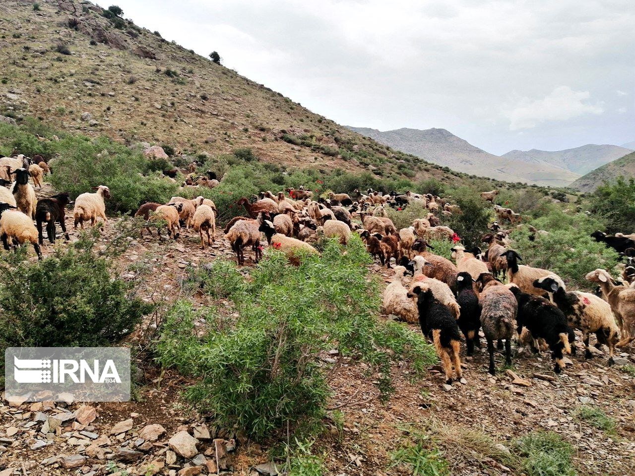 طرح مدیریت چرا و کنترل دام در ۱۹ روستای سقز اجرا شد