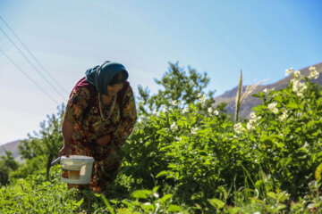 روستای هدف گردشگری شیان