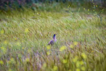 خوزستان کےعلاقے چمیم کی وائلڈ لائف - چکور (Chukar)